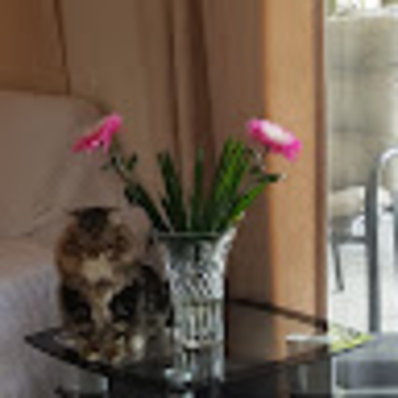 Profile Picture of Sasha Miakoschka (@sashamiakoschka) on Poshmark