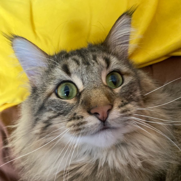 Profile Picture of Charlita Sinkbeil (@csinkbeil) on Poshmark