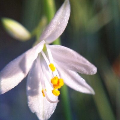 Profile Picture of Amanda Studer (@ajstuder) on Twitter