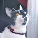 Profile Picture of Shiva Wybert (@shivawybert) on Instagram