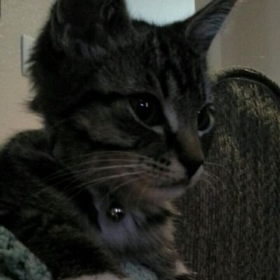 Profile Picture of Bailey Millard (@2003Millard) on Twitter