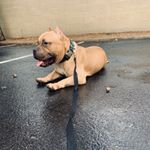 Profile Picture of Ireya Thomas (@heartbreak_kennels) on Instagram