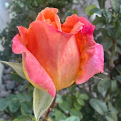 Profile Picture of Abbas Eftekhari (@3103906000) on Youtube