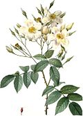 Profile Picture of Rosa moschataon Wikipedia