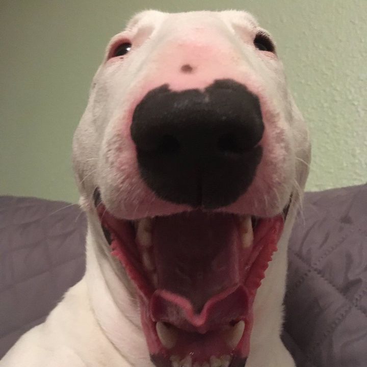 Profile Picture of waltermelons (@waltermelon.dh) on Tiktok