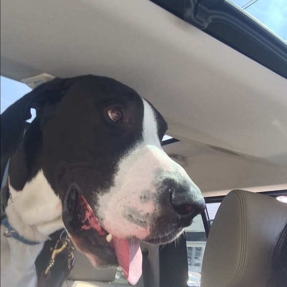 Profile Picture of Melissa Seifried (@mseifried) on Poshmark