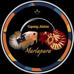 Profile Picture of klatau Betta Cupang Martapura (@cupang_klatau) on Instagram