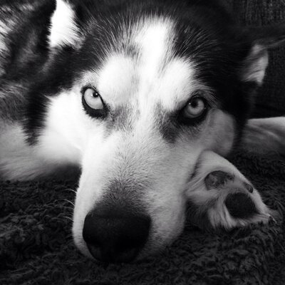 Profile Picture of Jeff Hrdlichka (@hershman4935) on Twitter