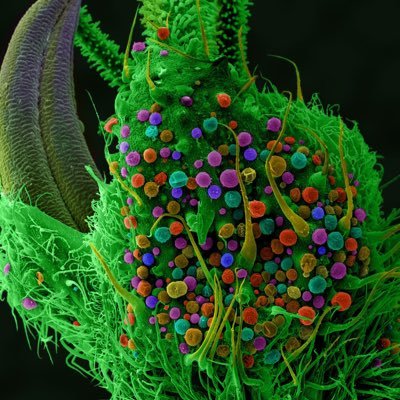 Profile Picture of Nickel City (@JacoySteve) on Twitter