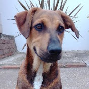 Profile Picture of Justin Lorenzo Vermaak (@justinlorenzovermaak8931) on Youtube