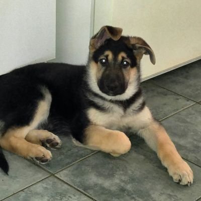 Profile Picture of Suzanne Ramsay (@SRiveted) on Twitter