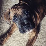 Profile Picture of Bennie Barrington (@missbennie_the_boxer) on Instagram