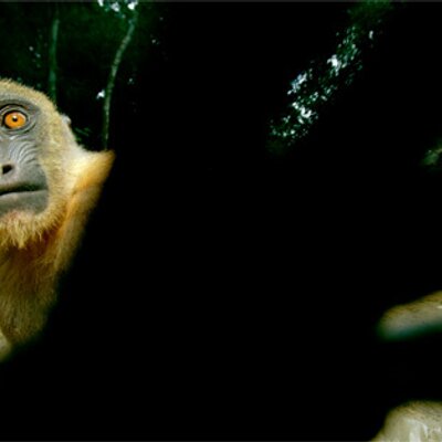 Mackenzie Collier - Twitter Profile Picture of Mackenzie Collier (@alienhazard) on Twitter