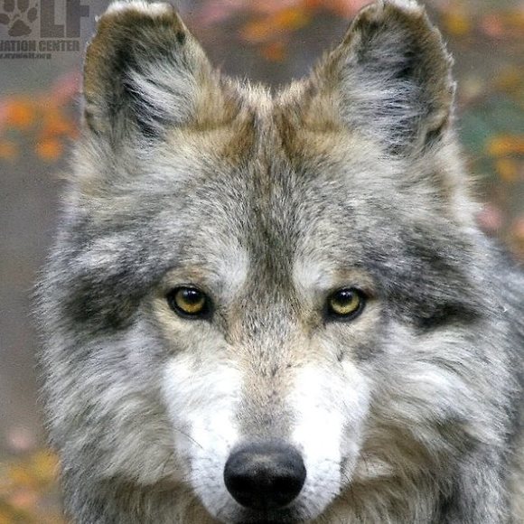 Profile Picture of Michael Grecco (@mikeyg1942) on Poshmark