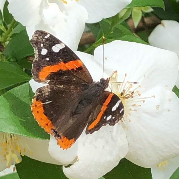 Profile Picture of Kristin Adix (@kristinradix) on Poshmark