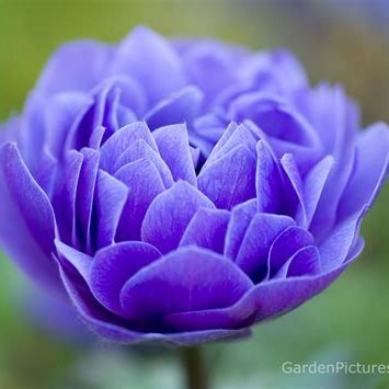 Profile Picture of Maria A Avis (@MariaAAvis1) on Twitter