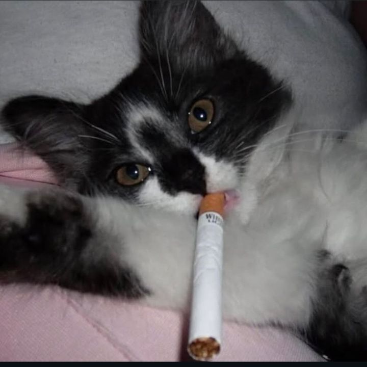 Profile Picture of Leoo Presett (@leoo.presett) on Tiktok