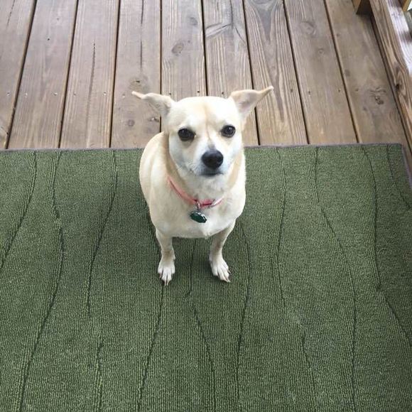 Profile Picture of Donna Bedami (@donna232425) on Poshmark