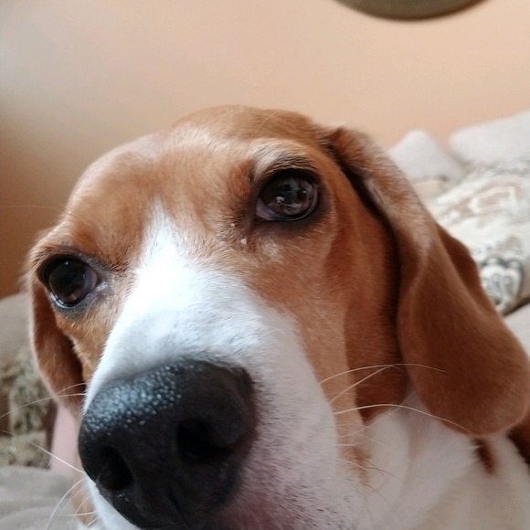 Profile Picture of Katie Ahmadzadeh (@germank2) on Poshmark