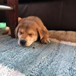 Profile Picture of Breydan howard (@b.howard977) on Instagram