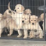 Profile Picture of Dog Breeder (@golden__retrievers_riverside) on Instagram