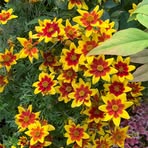 Profile Picture of Balcony Garden (@Balcony-Garden) on Facebook