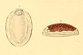 Profile Picture of Lessonina ferrugineaon Wikipedia