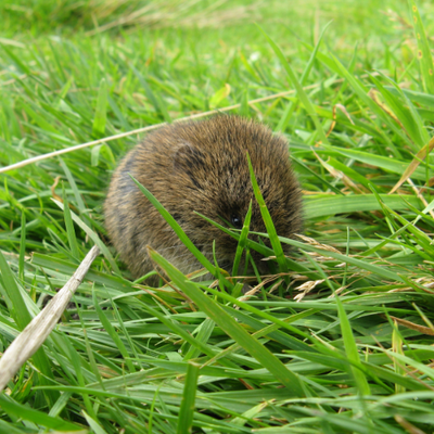 Profile Picture of Leslie Cunningham (aka The Vole) (@LeslietheVole) on Twitter