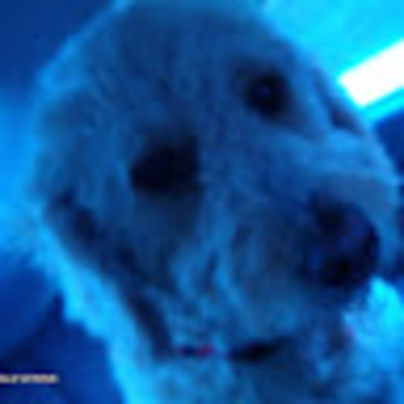 Profile Picture of Nancy Kriescher (@nancykriescher) on Poshmark