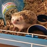 Profile Picture of Steven the Hedgehog (@steventhehedgehog) on Instagram