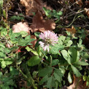 Profile Picture of Arthur Leung (@botanymans) on Youtube