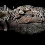 Profile Picture of Daryl Crymes (@darylcrymes) on Instagram