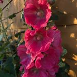 Profile Picture of Julia Minek (@butterscotchhome) on Instagram