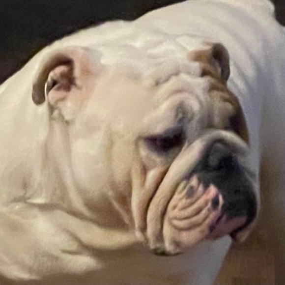 Profile Picture of Labontebulldogs Labonte (@l_labonte) on Poshmark