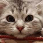 Profile Picture of David Conolly (@plenty36) on Instagram