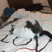 Profile Picture of Daniel Boulet (@DanielBoulet-c1k) on Youtube