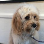 Profile Picture of Tanya bray (@detail_dog_grooming) on Instagram