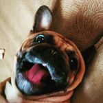 Profile Picture of Amy Bamerick (@corvairamy) on Instagram