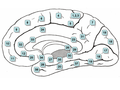 Profile Picture of Retrosplenial cortexon Wikipedia