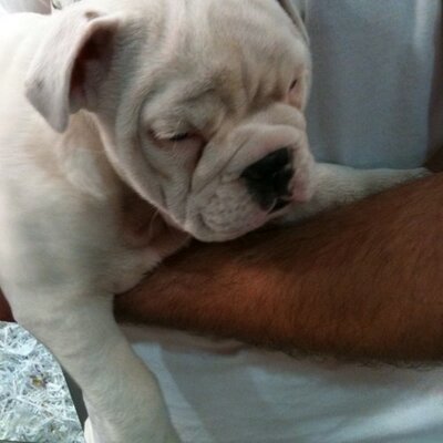 Profile Picture of Joe (@JoeGazzo) on Twitter