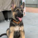 Profile Picture of Herman (@herman_the_german_shepard_ade) on Instagram