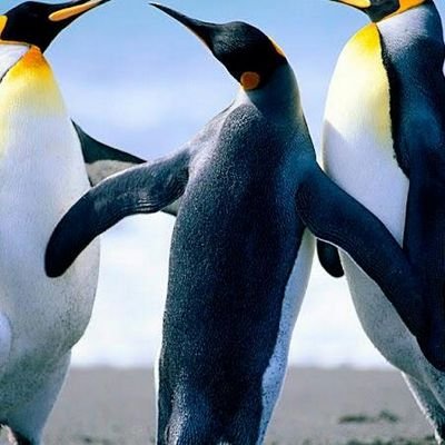 Profile Picture of Robert Bachmann (@5788ce1fb8f54f6) on Twitter