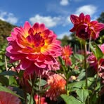 Profile Picture of Heather Baine (@Heather-Baine) on Facebook