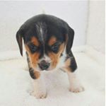 Profile Picture of William Smith (@beaglebreeder2) on Instagram