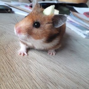 Profile Picture of Katelyn Wallace (@Katelyn96039592) on Twitter