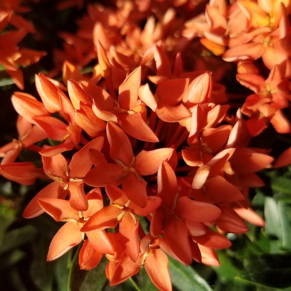 Preetha Girish - Poshmark Profile Picture of Preetha Girish (@preethagirish) on Poshmark