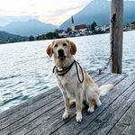 Profile Picture of HOVAWART | Tipps rund um den Hund (@ella_der_blonde_hovi) on Instagram