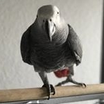 Profile Picture of Charlie Byrd (@charliebyrd_cagparrot) on Instagram