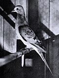 Profile Picture of Passenger pigeonon Wikipedia