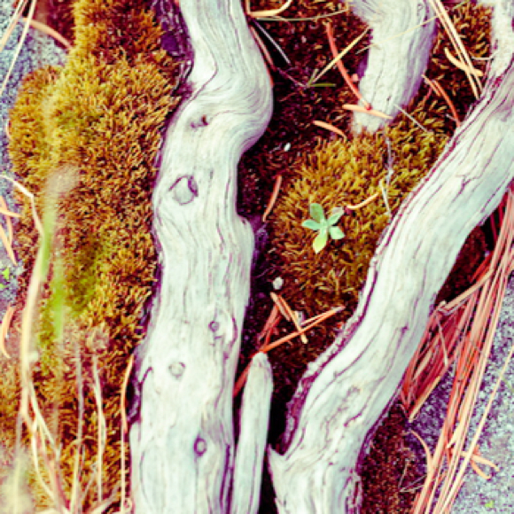 Profile Picture of Ross Miceli (@urbanshelf) on Poshmark